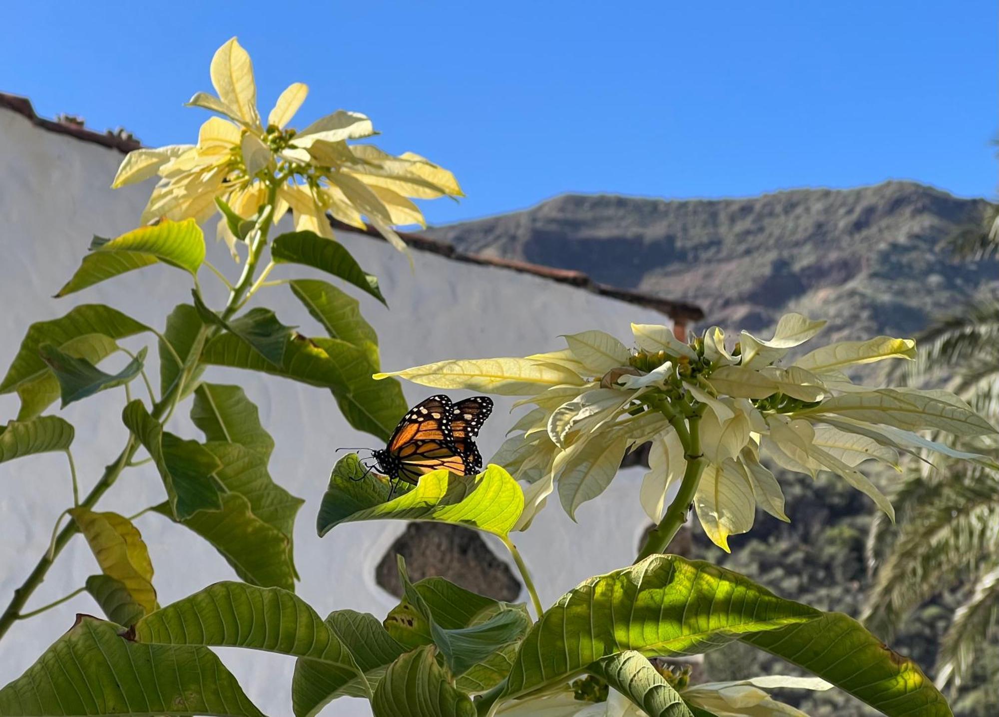 Finca Exclusiv La Mareta Agaete  Εξωτερικό φωτογραφία
